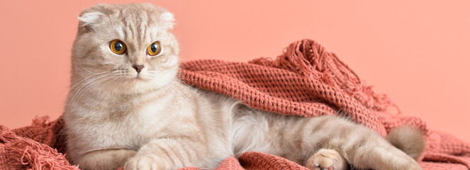 Cute cat with warm knitted plaid on pink background