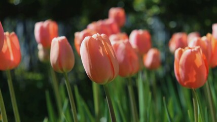 Lots of bright peach tulips in a flower bed in the garden. Selective focus.