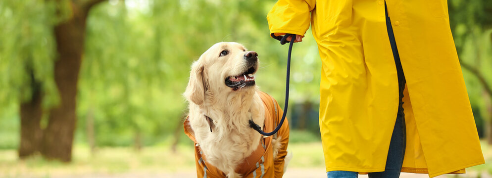 Cute dog and owner in raincoats walking in park
