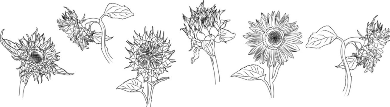 Sunflowers set vector illustration, hand drawing sketch