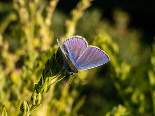 Close-up of the adult common blue butterfly or European common blue (Polyommatus icarus) sitting on a grass stem surrounded with vegetation