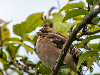 Close-up of the female of the common chaffinch (Fringilla coelebs) sitting on a branch with blurred background