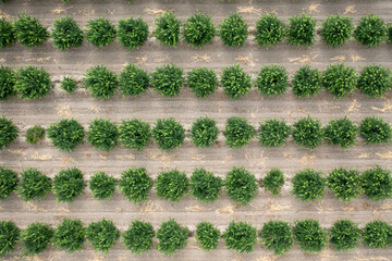 Aerial view of citrus orchard. Top view of lemon trees cultivating.