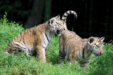 baby siberain tigers