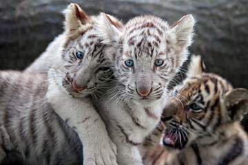 trio baby tigers, bengal and siberian