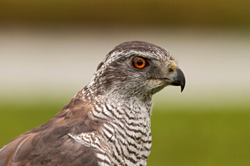 close up hawk