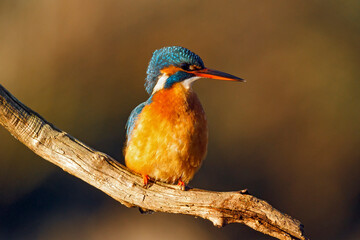 common kingfisher