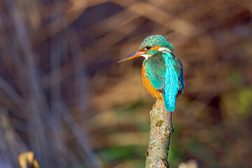 common kingfisher