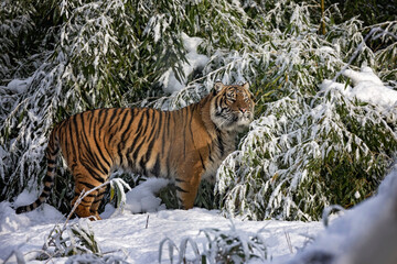sumatran tiger in the snow