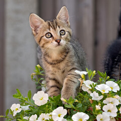 kitten in the garden