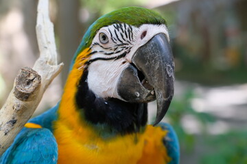 Macaw