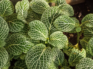 Macro shot of foliage of the Nerve plant - Fittonia albivenis 'White Anne'. Fittonia with dark...