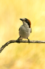 Woodchat shrike male in his breeding territory within a Mediterranean forest with the first light of the morning