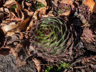 Macro of green plant houseleeks or liveforever (Sempervivum sp.) composed of tufted leaves in rosettes in sunlight
