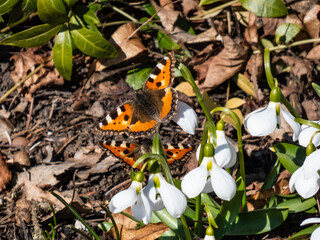 Couple of the small tortoiseshell butterflies (Aglais urticae) on snowdrops. The orange butterfly with black and yellow markings and a ring of blue spots around the edge of the wings