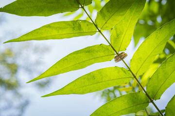 green leaves background