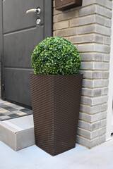 Modern entrance with artificial boxwood ball. House outdoor decoration. Vertical photo