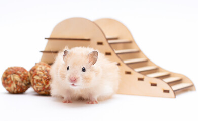 Beautiful hamster isolated on a white background. Exotic pet. Mouse rodents pests. House for...