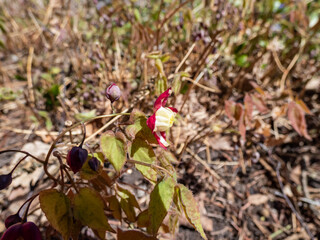 Close-up of the plant with heart-shaped leaves - the Red Barrenwort, Fairy wings or Bishop's Hat (Epimedium x rubrum) flowering with tiny, crimson and pale yellow flowers