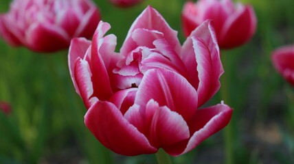 Fototapeta premium Lush blooming bright pink tulip in the garden. Close-up from above, blurred natural background. Tulips are visible in the background.