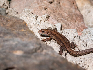 Young Viviparous lizard or common lizard (Zootoca vivipara) sunbathing in the brigth sun on the vertical rock wall in the garden in spring