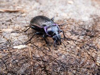 Macro of the Bronze ground beetle or bronze carabid (Carabus nemoralis) - a large, black ground beetle with coppery sheen and the edges of its elytra iridescent purple