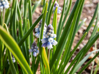 Close-up shot of a lovely powder blue muscari. Grape hyacinth (Muscari azureum x mcbeathianum) with...