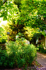 Fototapeta na wymiar garden in the backyard of the house. landscape design 