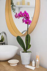 Beautiful orchid flower and bath accessories on counter near white wall