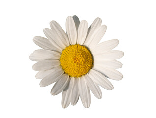 daisy flower