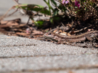 Detailed close-up of the Viviparous lizard or common lizard (Zootoca vivipara) on the ground near garden vegetation shot from the side and ground level