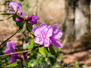 Close-up shot of broadleaf evergreen shrub the Mountain fetterbush or mountain andromeda (pieris...