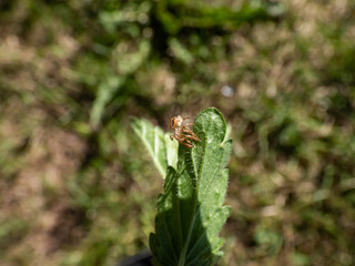 Close-up shot of detailed shed exuviae of the exoskeleton of the small spider in sunlight outdoors with blurred background. Life cycle of a spider