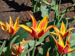 Fototapeta na wymiar Tulip 'Fly Away' is a lily-flowered tulip featuring scarlet goblet-shaped flower with pointed and slightly reflexed petals presenting broad golden yellow edges. Red and yellow tulip