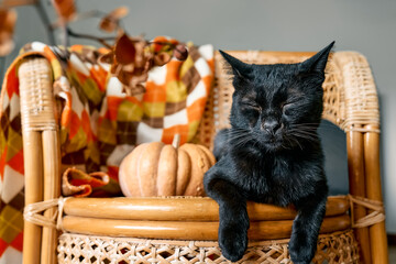 Halloween black cat with pumpkin. Cute kitty sleeping with pumpkin on wicker chair. Fall mood, autumn vibes. Thanksgiving day.