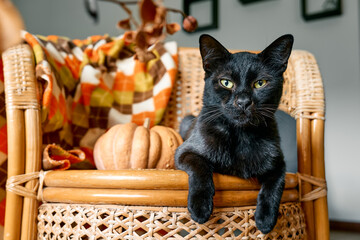 Fototapeta na wymiar Halloween black cat with pumpkin. Cute kitty resting with pumpkin on wicker chair. Fall mood, autumn vibes. Thanksgiving day.
