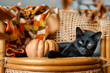 Halloween black cat with pumpkin. Cute kitty resting with pumpkin on wicker chair. Fall mood, autumn vibes. Thanksgiving day.