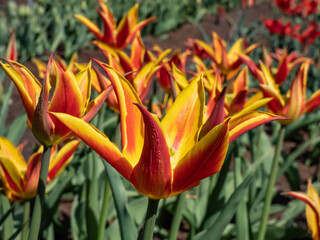 Tulip 'Fly Away' is a lily-flowered tulip featuring scarlet goblet-shaped flower with pointed and slightly reflexed petals presenting broad golden yellow edges. Red and yellow tulip