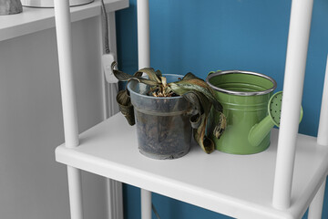 Wilted houseplant and watering can on shelf near blue wall, closeup