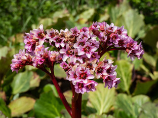Fototapeta premium Close-up of the pink to purplish-red flower of the purple bergenia (Bergenia purpurascens) blooming in spring in bright sunlight