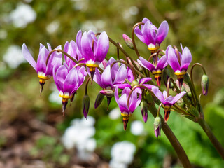 Pink-flowered flowers of Primula meadia, the shooting star or eastern shooting star (Dodecatheon meadia) flowering in garden with green background - obrazy, fototapety, plakaty