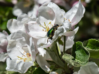 Macro shot of a metallic rose chafer or the green rose chafer (Cetonia aurata) crawling on a white and pink buds and blossoms of apple tree flowering in on orchard