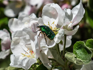 Macro shot of a metallic rose chafer or the green rose chafer (Cetonia aurata) crawling on a white and pink buds and blossoms of apple tree flowering in on orchard