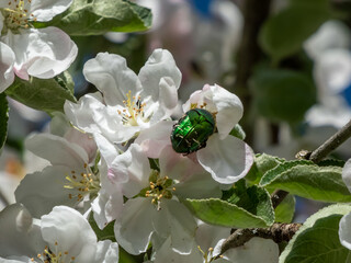 Macro shot of a metallic rose chafer or the green rose chafer (Cetonia aurata) crawling on a white and pink buds and blossoms of apple tree flowering in on orchard with sky in background