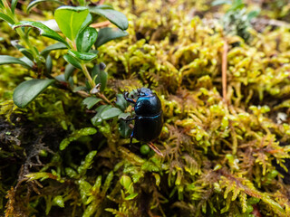 Beautiful macro shot of glossy and colorful earth boring dung-beetle - (Geotrupes stercorarius) crawling on the ground