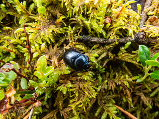 Beautiful macro shot of glossy and colorful earth boring dung-beetle - (Geotrupes stercorarius) crawling on the ground