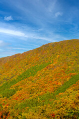 山の紅葉-１