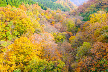 Fototapeta premium 山の紅葉-３