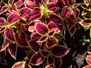 Flame nettle or painted nettle (Coleus x blumei) 'Wizard Scarlet' with burgundy-red foliage with...