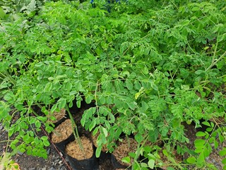 Moringa oleifera is a perennial with alternating feathery leaves. The leaves are cooked as food. It is a carminative in the intestines, antidote to poison, abscess, pain relief, anti-inflammation.